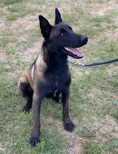 Max (Rivera)