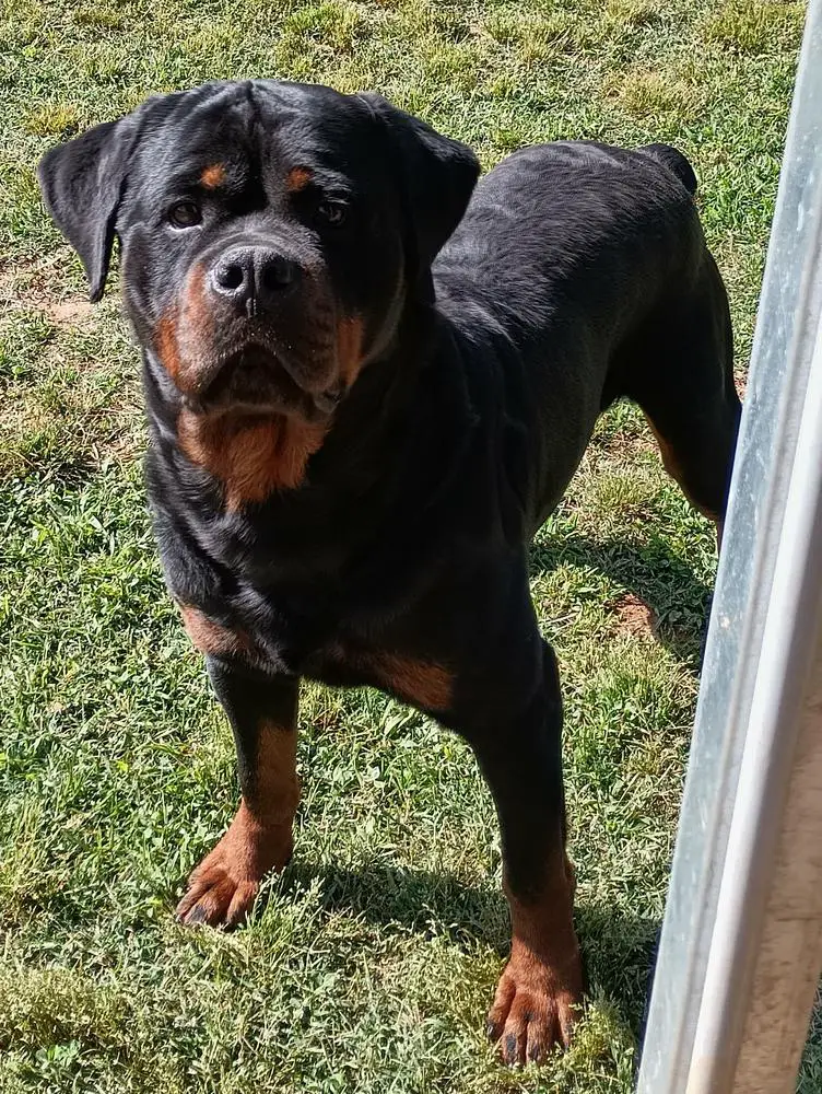 Oliver Vom Haus Gold Hill