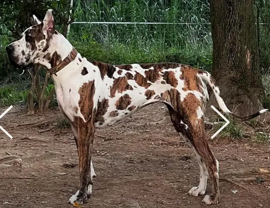 Country Danes Wishing For Peace
