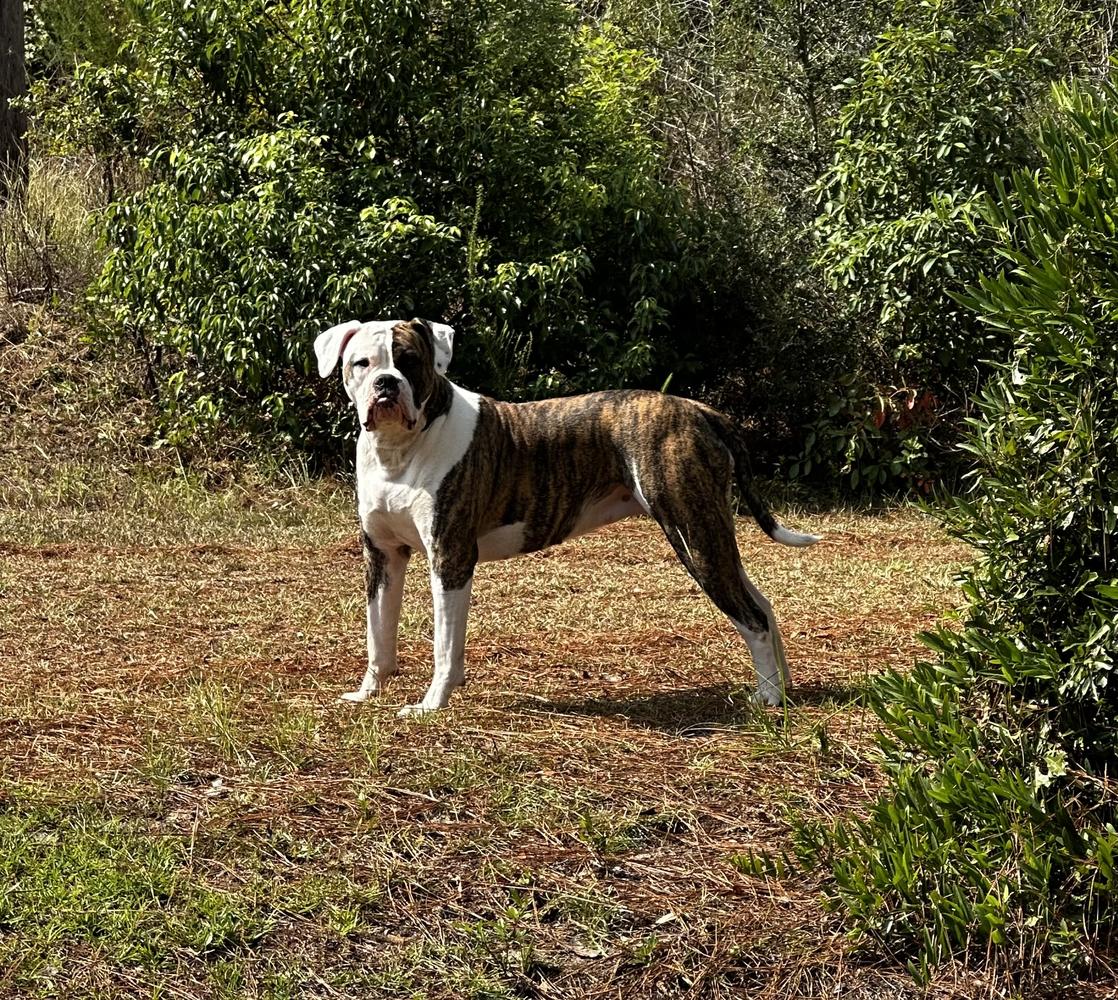 SMITH’S BELLE XELDA DIVINE