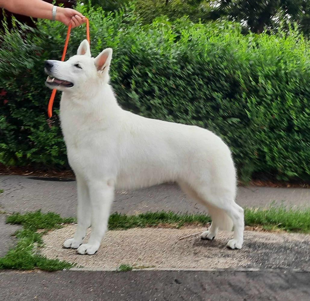 Now! It's ShowTime vom Sutumer Grund (Ahlitah Quest kennel)
