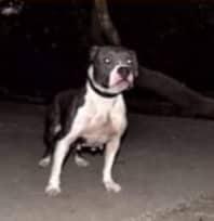 CHEBOMS KENNEL JOKER
