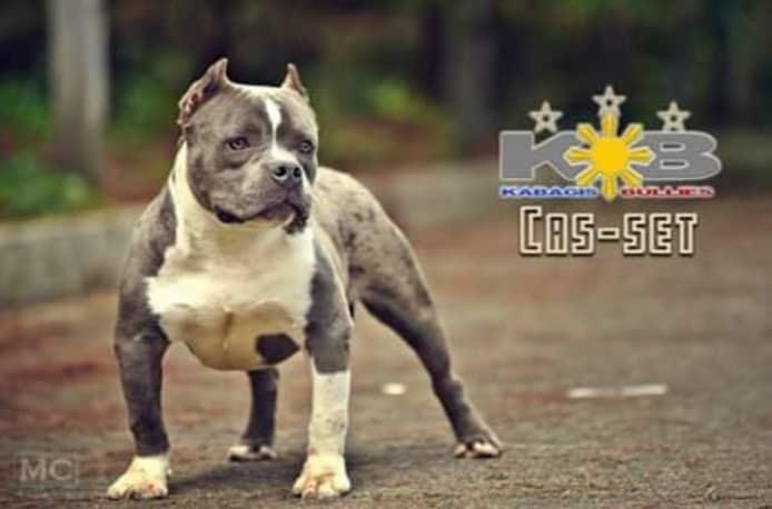 KABAGIS BULLIES CASS SET OF NBK