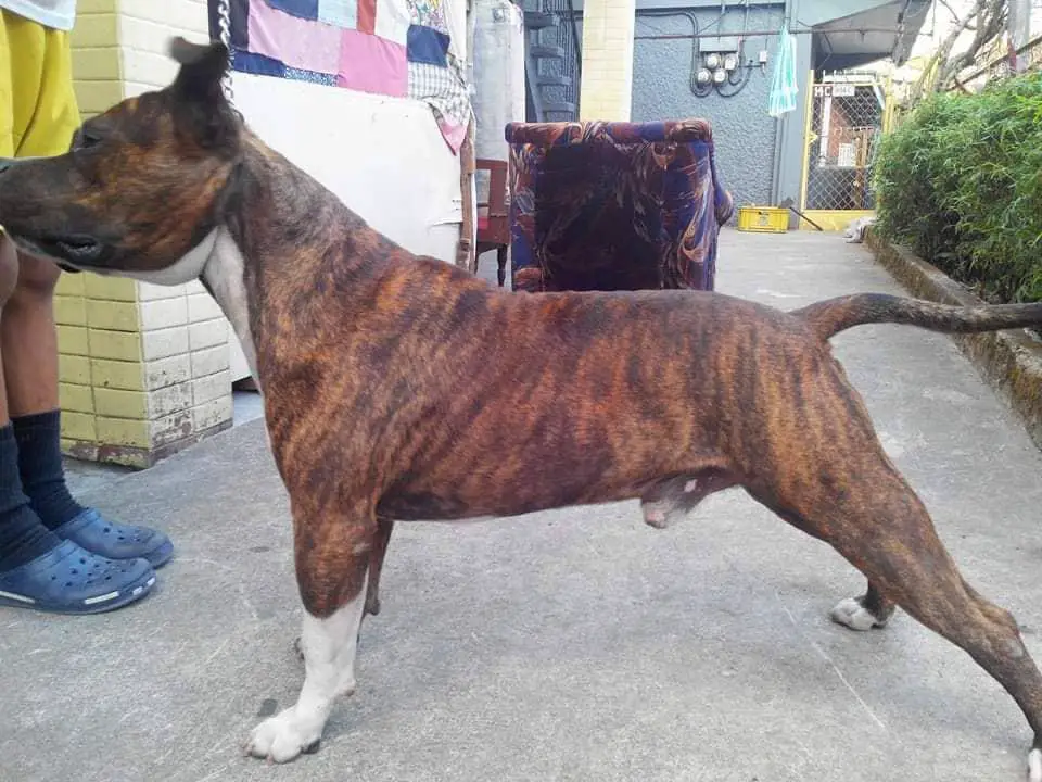 2600 BULLYCAMP HATCHI OF R & N BULLIES