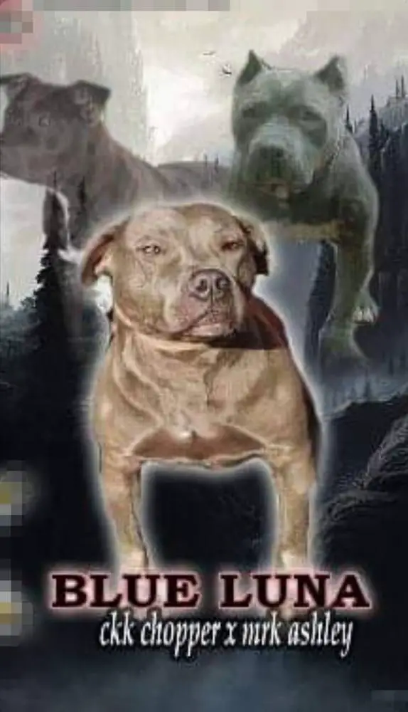 2600 BULLYCAMP BLUE LUNA