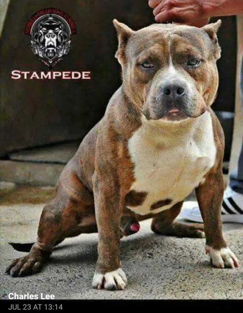 ABK NBK STAMPEDE