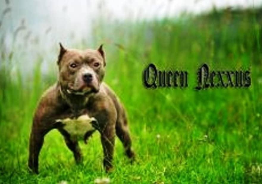 FBK QUEEN NEXXUS