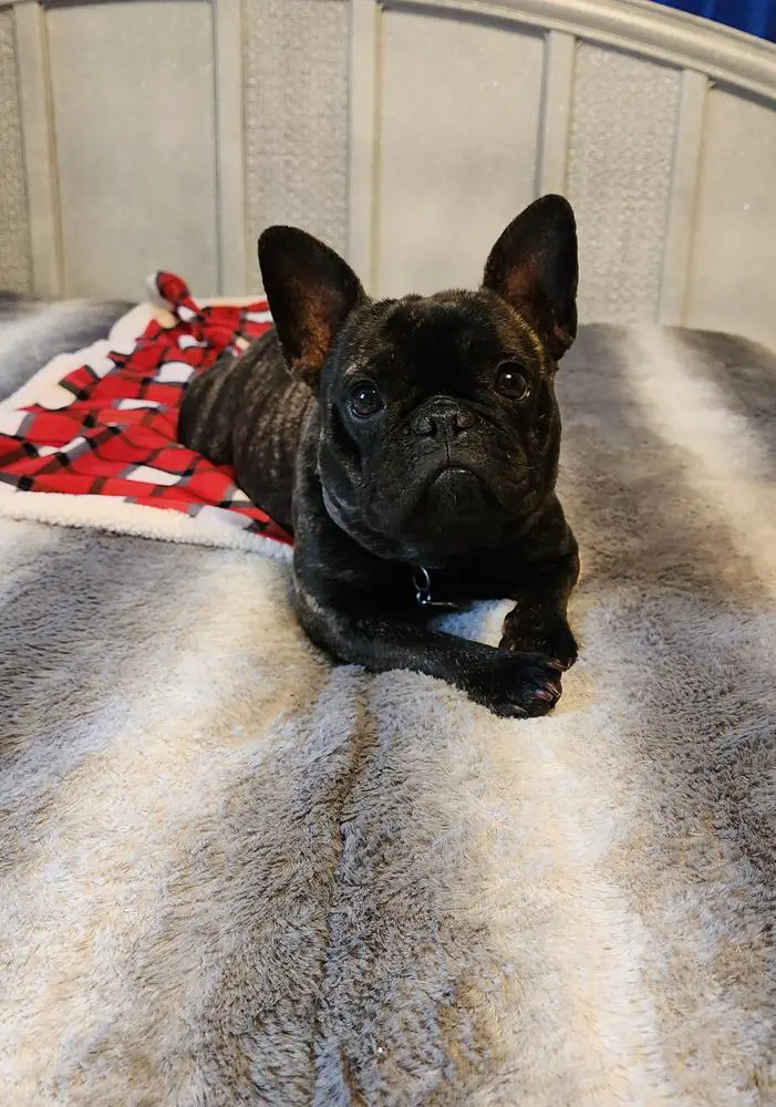 LITTLE MISS BILLIE THE KID