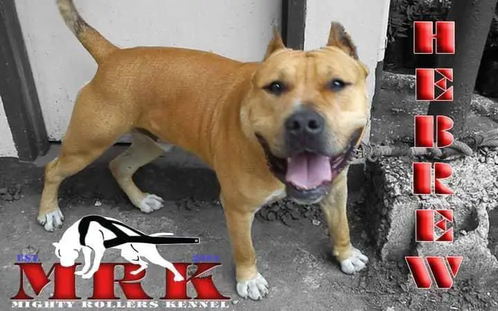 MRK HEBREW