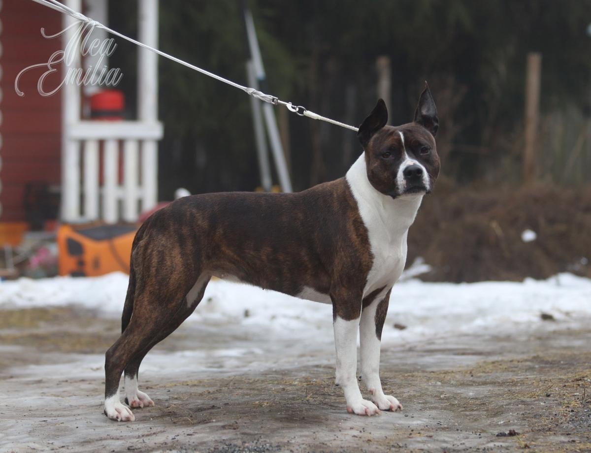 Sticky Wicket's From Dusk Till Dawn