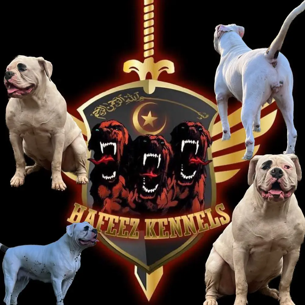 HAFEEZ KENNELS ZAKIYA