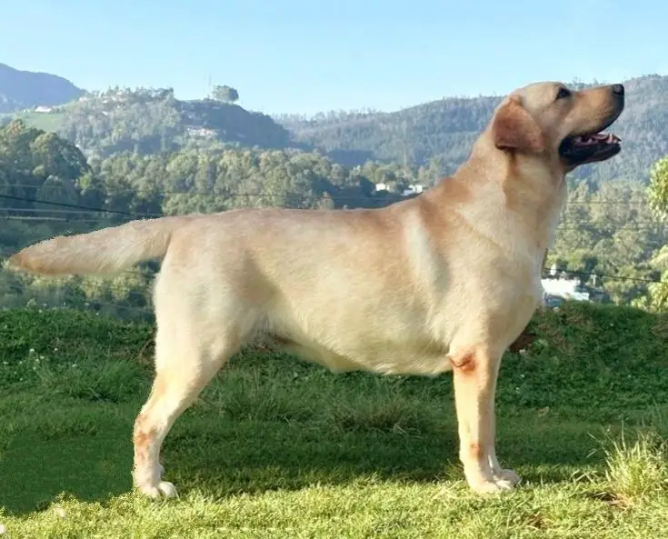 CARAMIRTHESH'S BAILEY