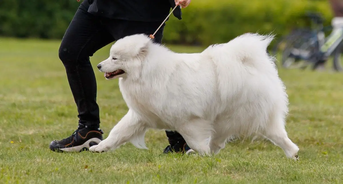 ASTURIA DAISY DE REINA the White Patronus (FCI)