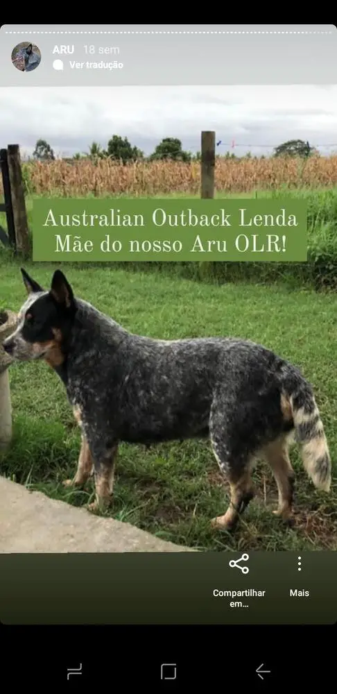 Australian Outback Lenda