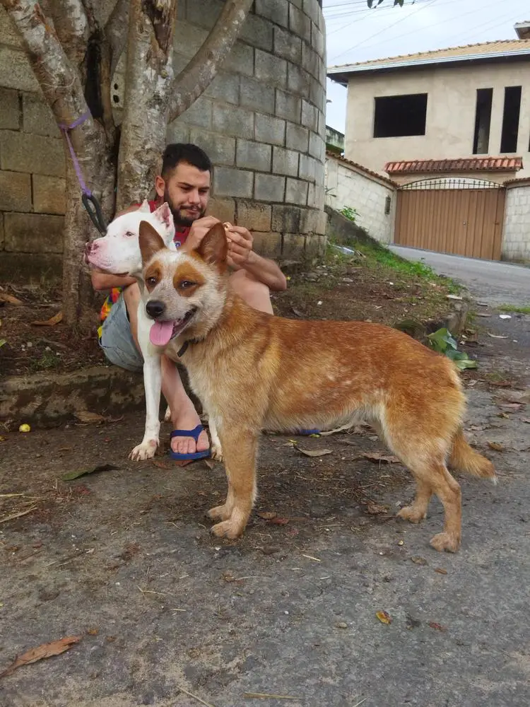 FARAH IMPÉRIO HEELERS