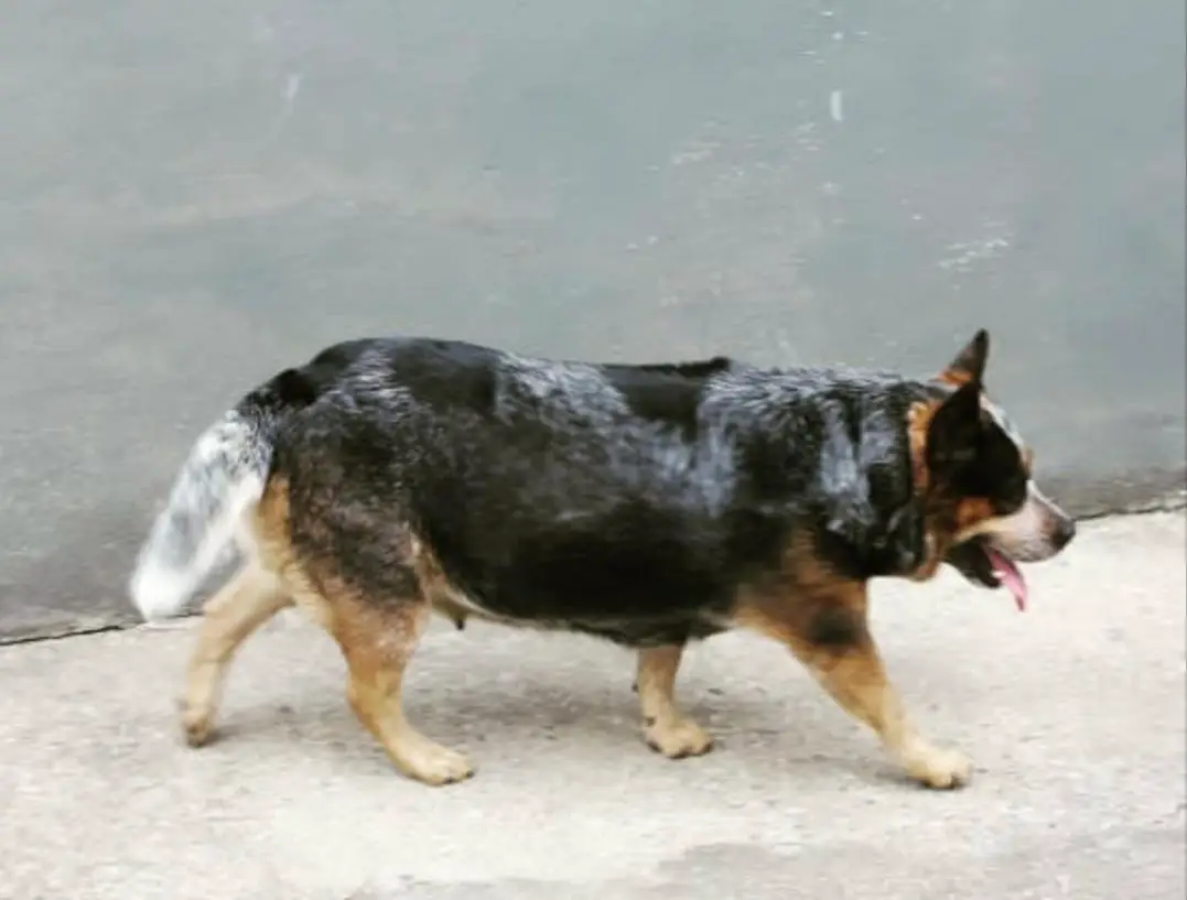 Akira Boiadeiro de Minas