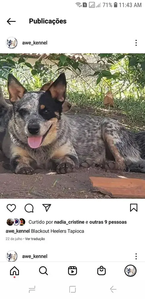 Blackout Heelers Tapioca