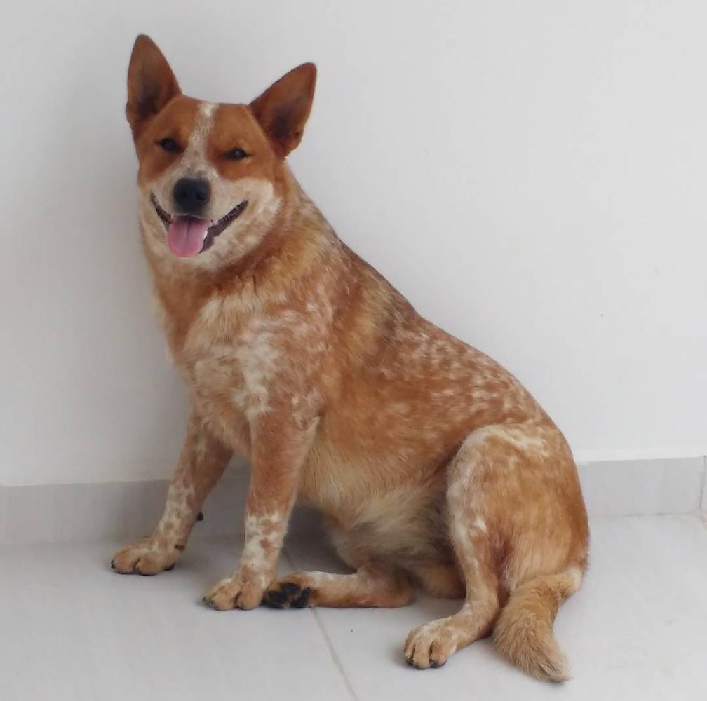 Catapora Recanto do Boiadeiro