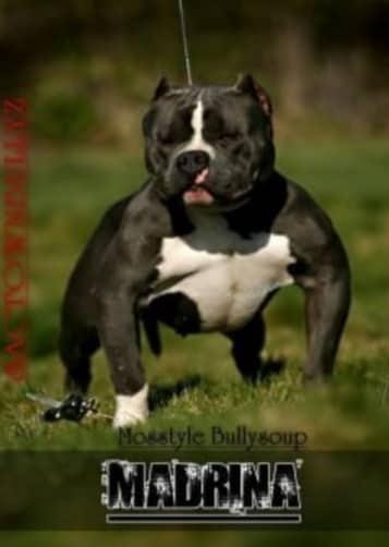 SACTOWN BULLYZ LA MADRINA