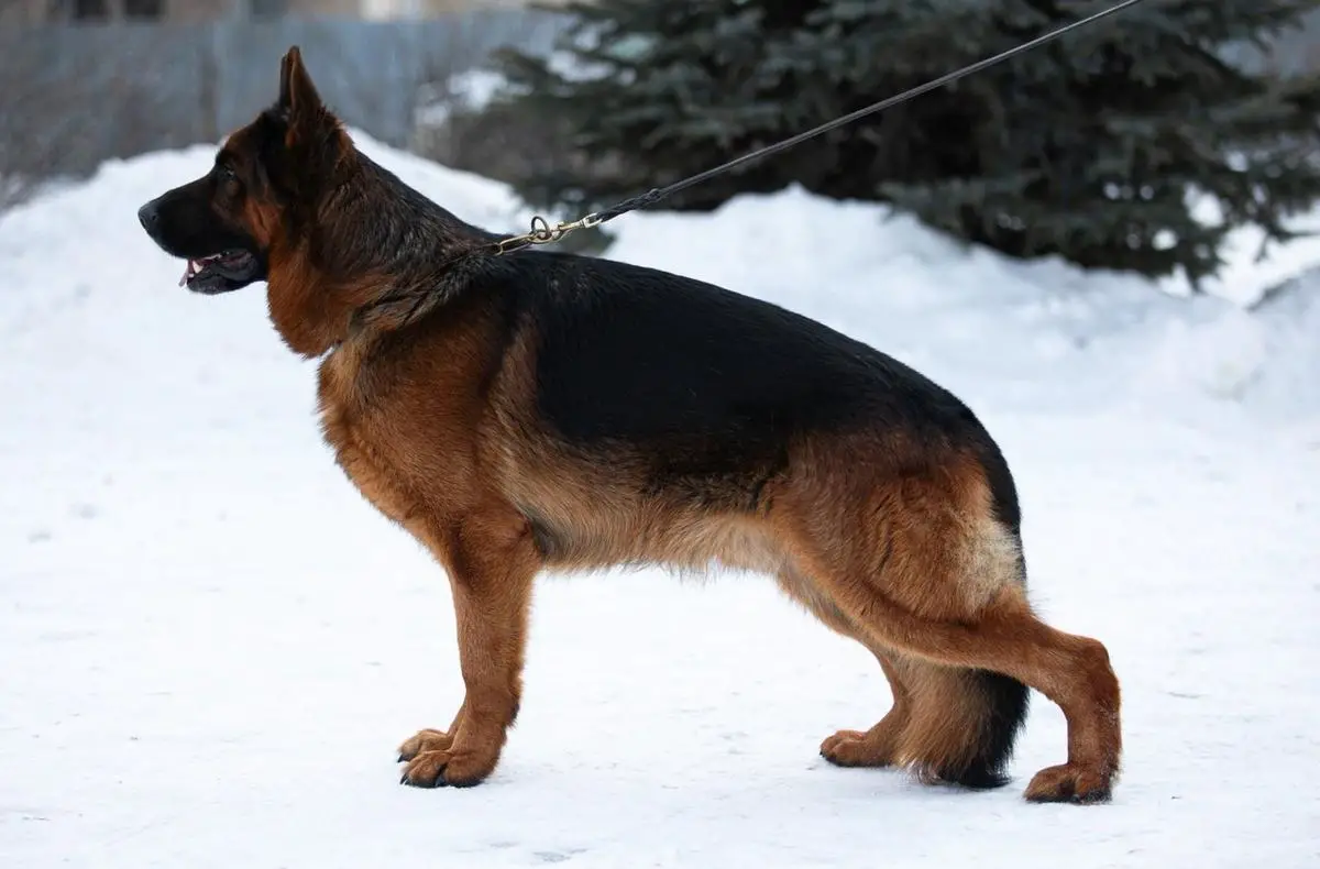 Chiko von Haus Boccia
