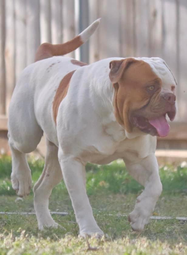 BullyBadass's Hitman aka Hitter of Cole Creek