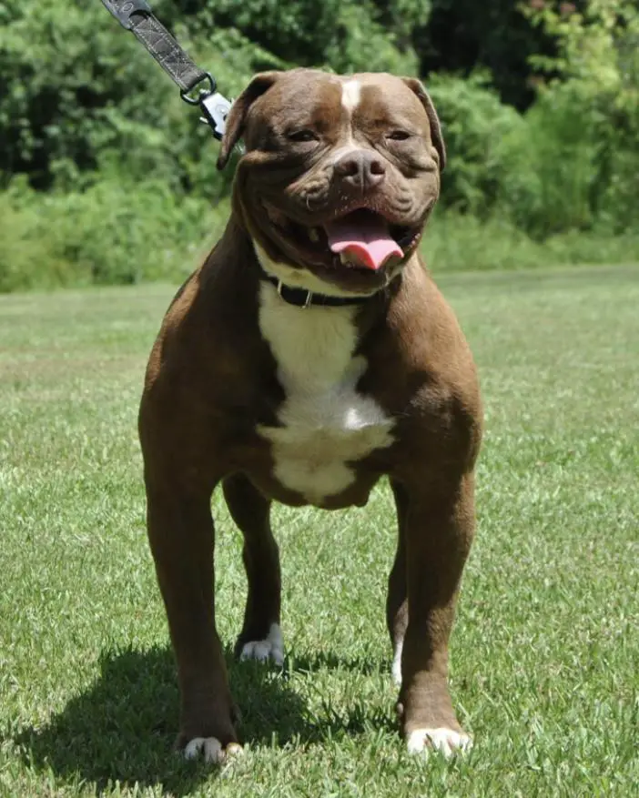 BullyBadass's Dark Destiny aka DD
