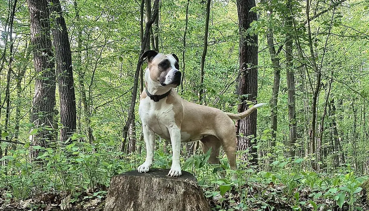 Ewy The Curious of New-Zoo