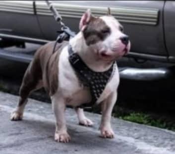 HHKs JANELs MONSTER VENOM