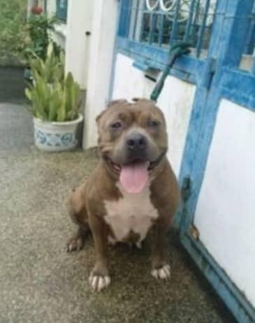 PR AROF JOHN KENNEL LADY ZIMBA