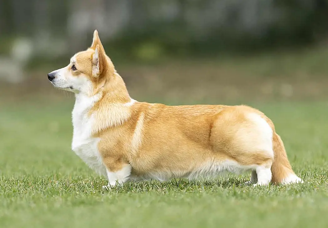 ENJOY THE LIFE IN ROWANSHIRE