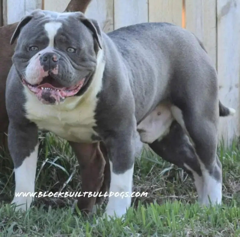 Sunshine Bulls' Draco at Big Nate Bulldogs