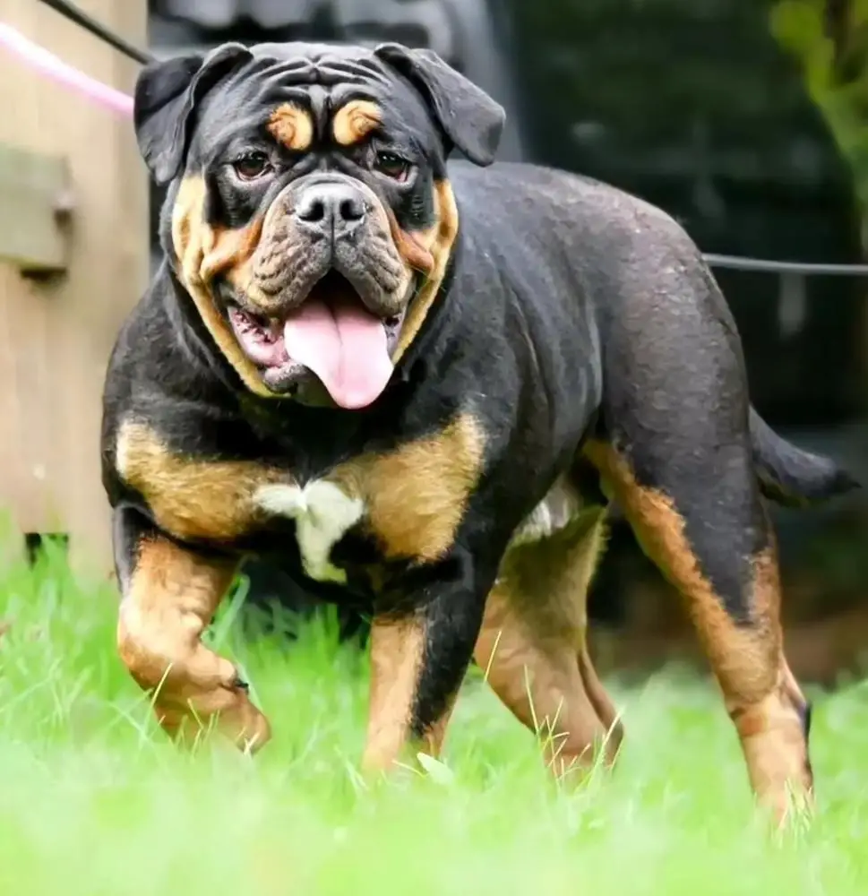 Genetic Bullz Avery
