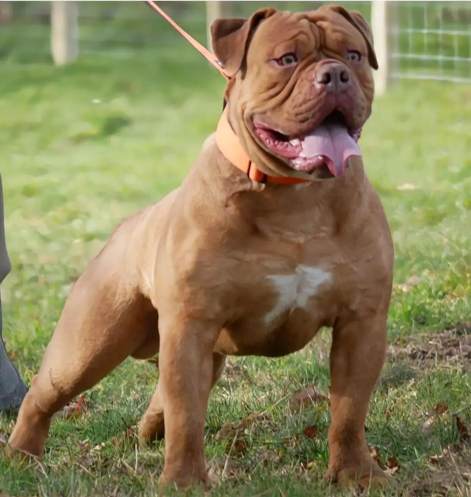 Genetic Bullz Duke