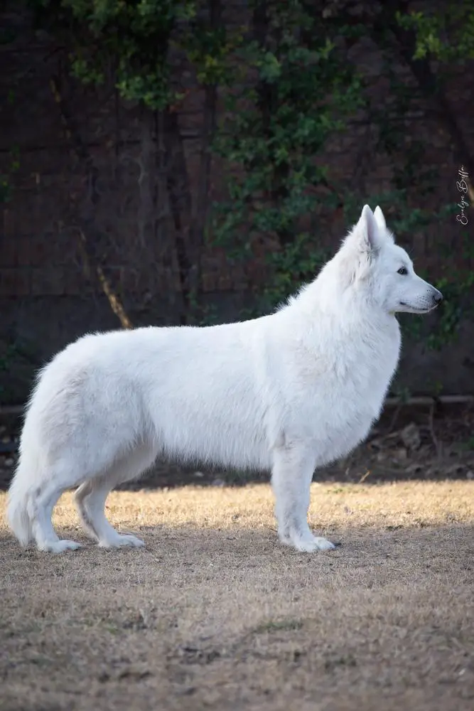 Nirvana Zeichen Von Wolf