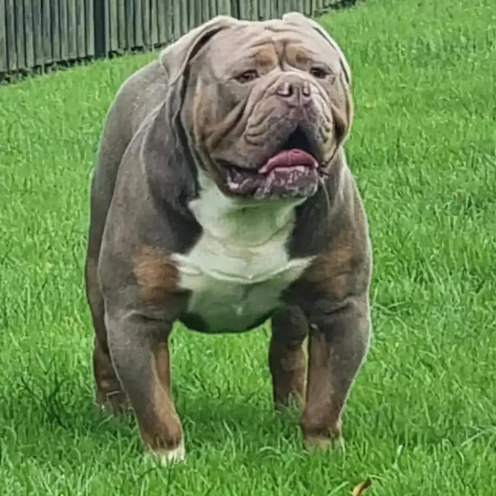 G-Line Bullyz Gangsta