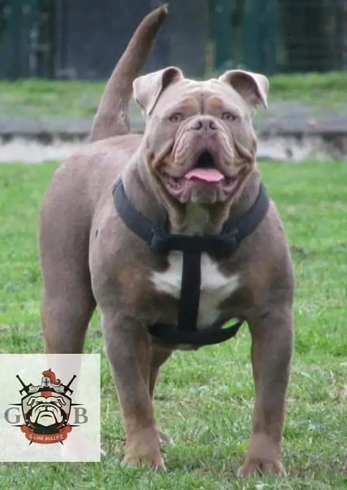 Bullforce Kiara @ G-Line Bullyz