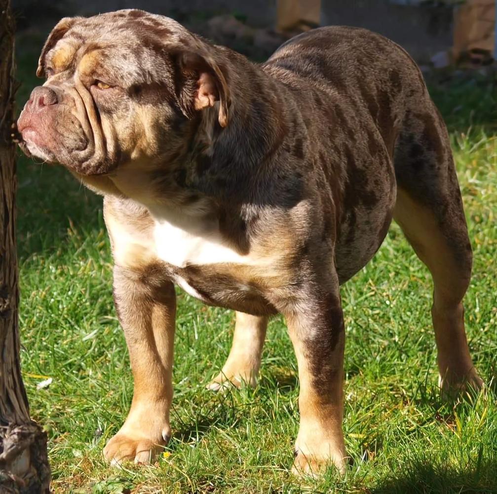 Rheinland Bulls Nando