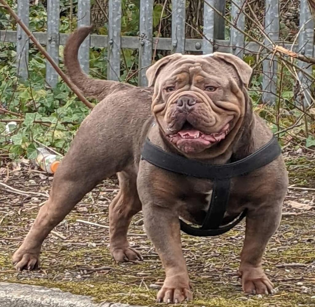 G-Line Bullyz Diablo