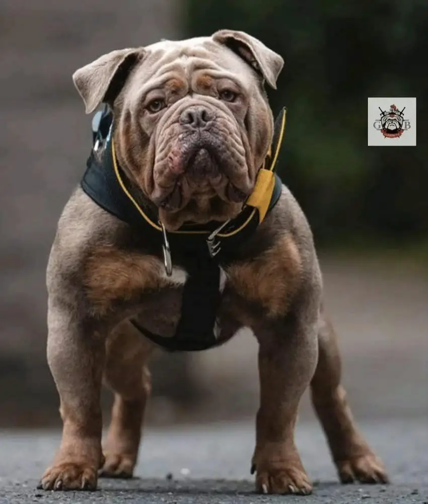 G-Line Bullyz Ra