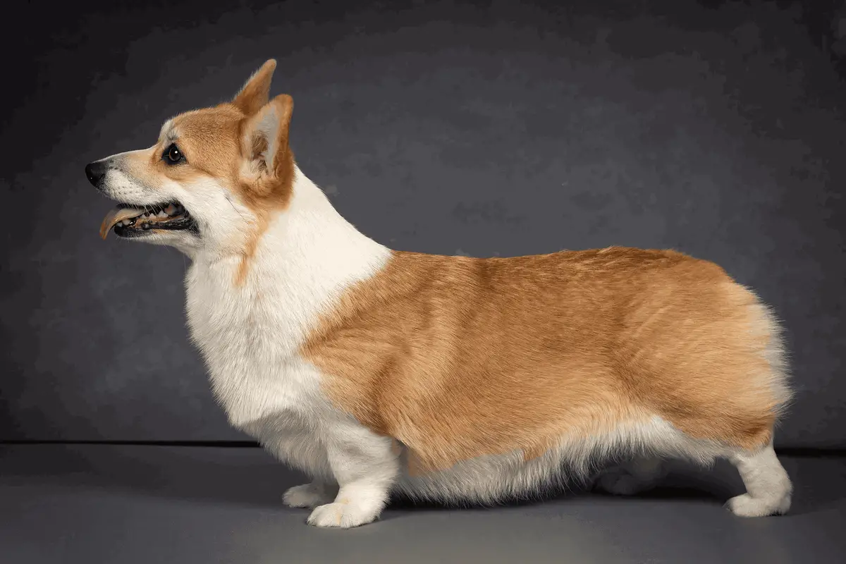 Solifert Laimdota
