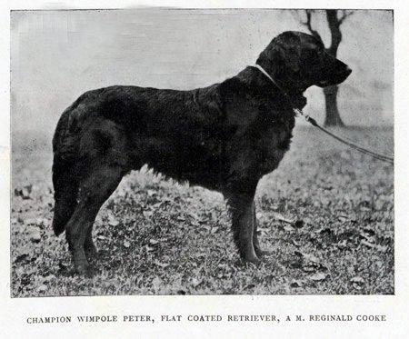 Wimpole Peter