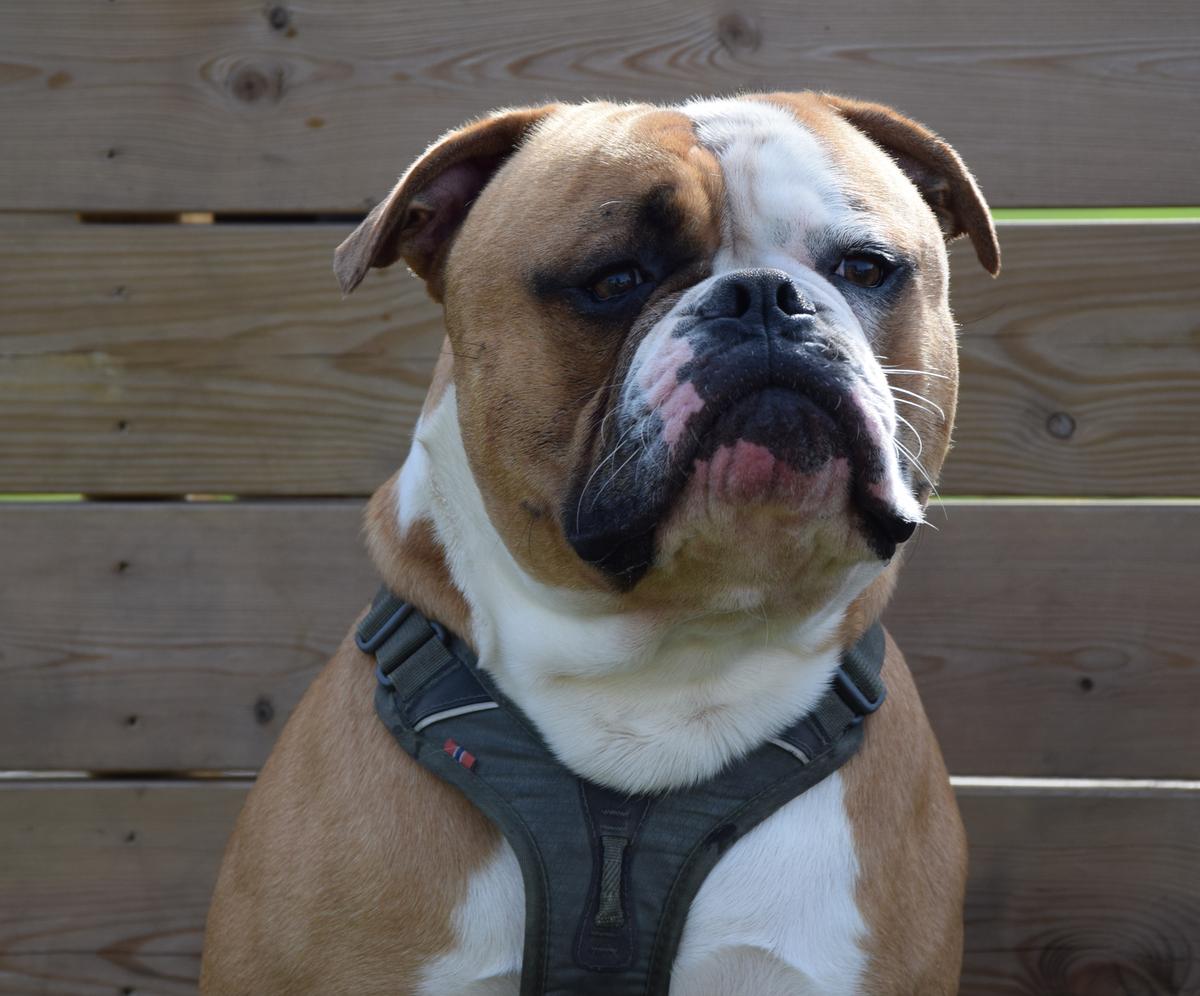 Rapido Bulldogs Lucky Luke
