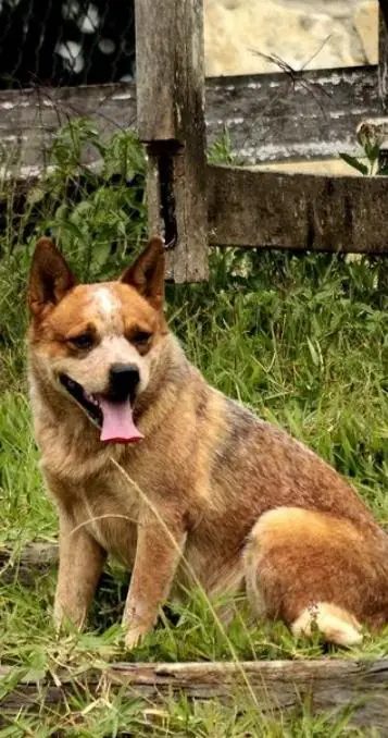 QUALITY HEELER'S MALÍCIA