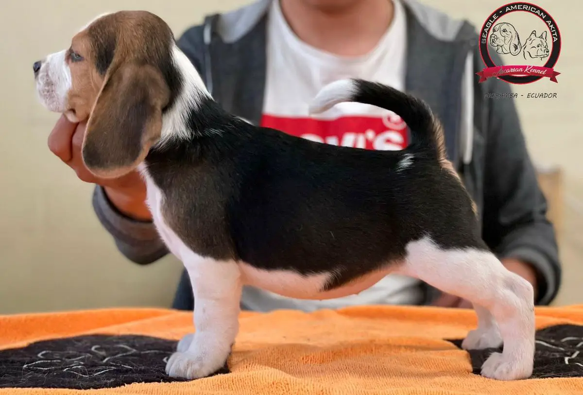 DAHIA ASCARSAN KENNEL