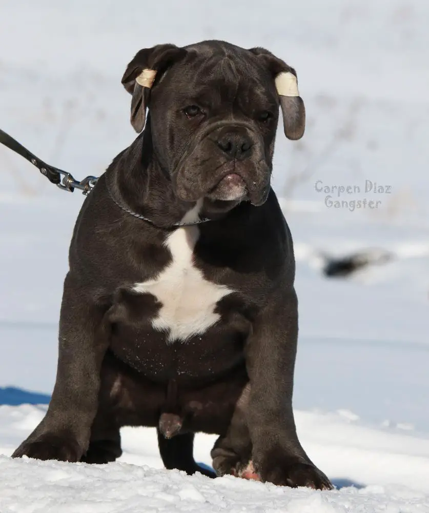 Carpen Diaz Gangster
