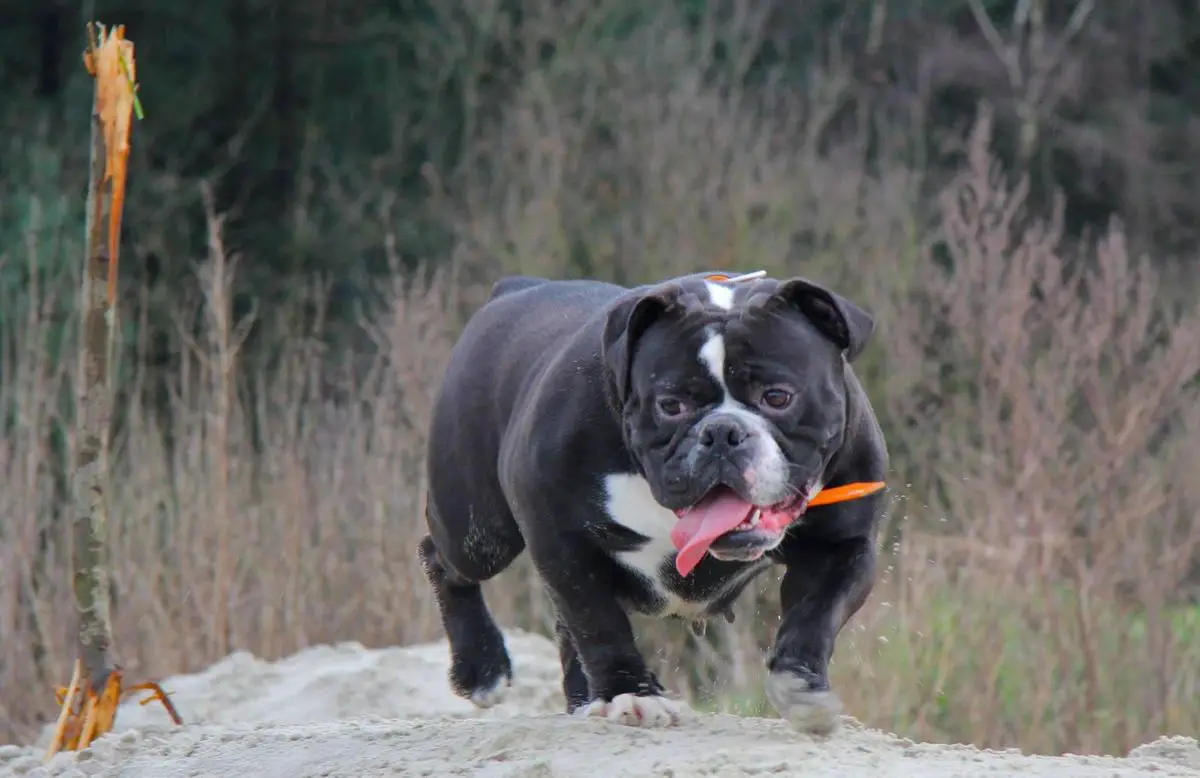 DaimondBulls Daisy
