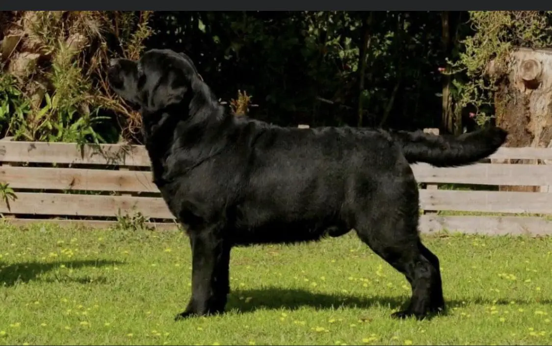 Hodge (Anguiano) Mex