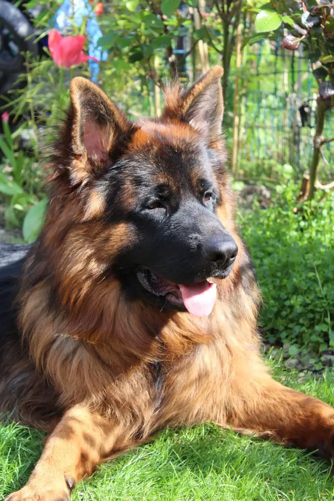 Remo von Fenrir