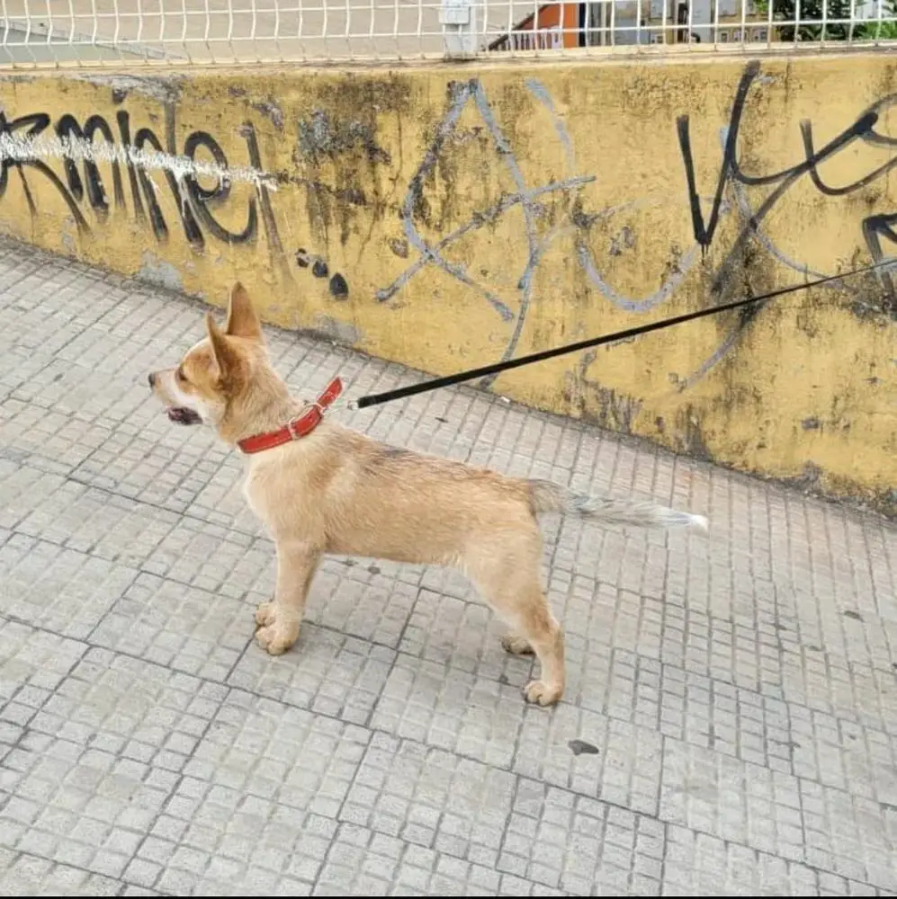 RED CHARIZARD RANCHO HEELER'S SELIVON