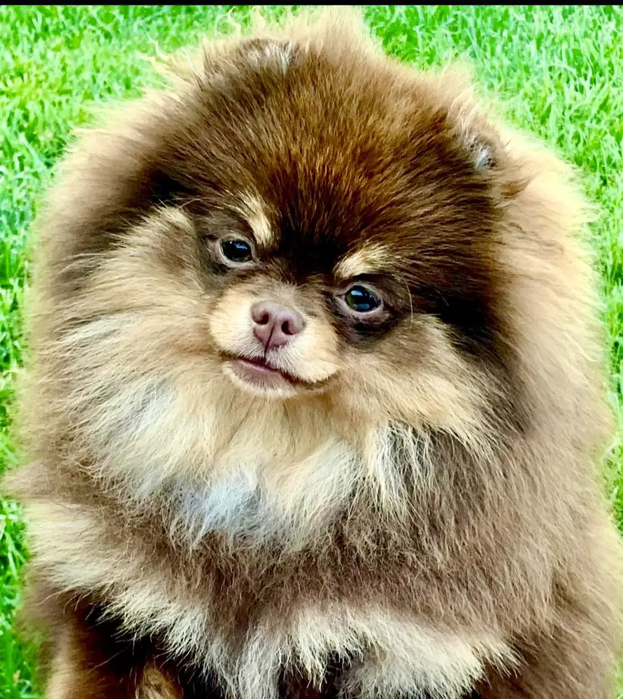 Bei Colori Dance of the Honey Bee's